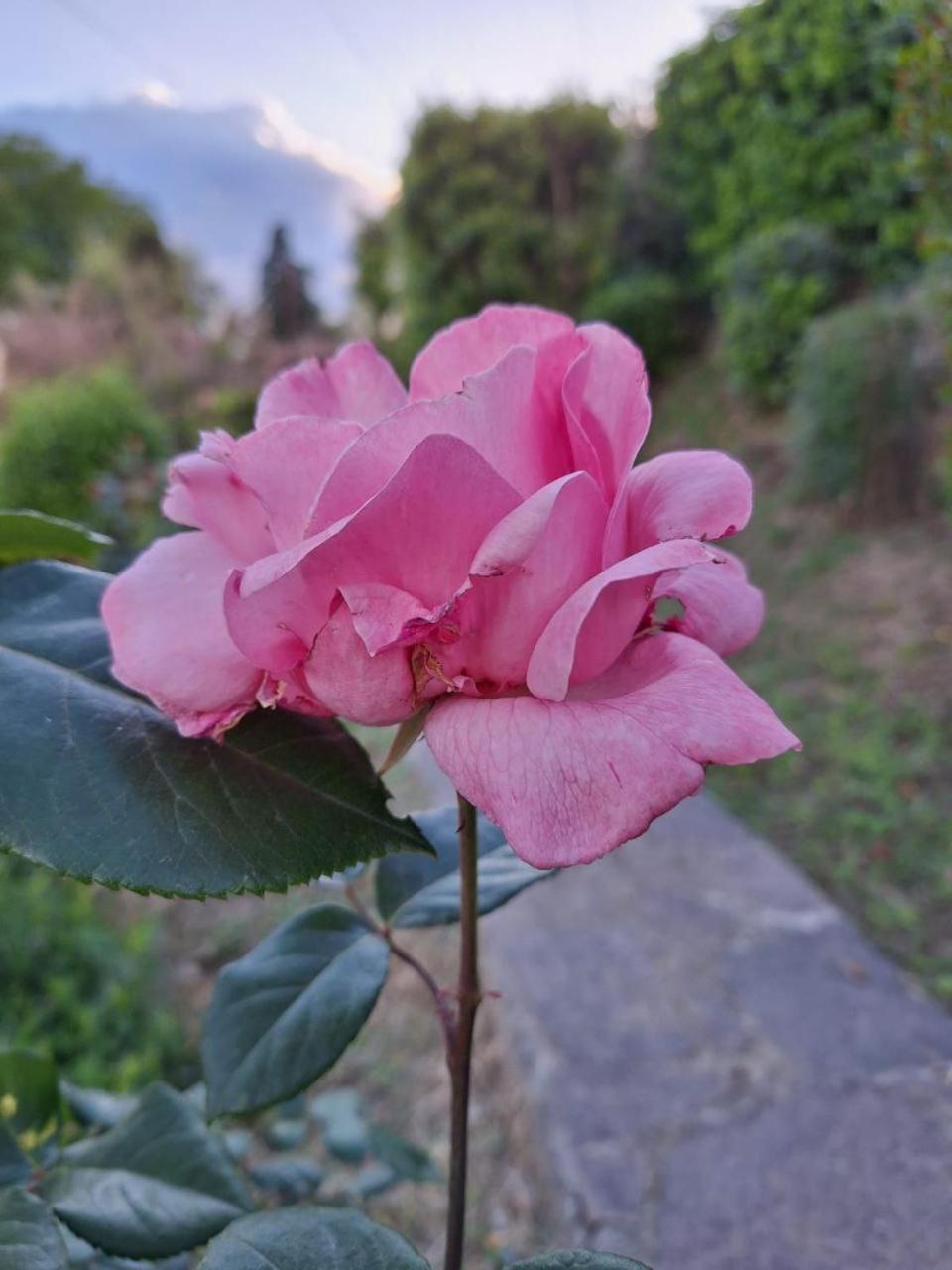 B&B Le Rose Di Paola Santa Maria a Monte Eksteriør billede