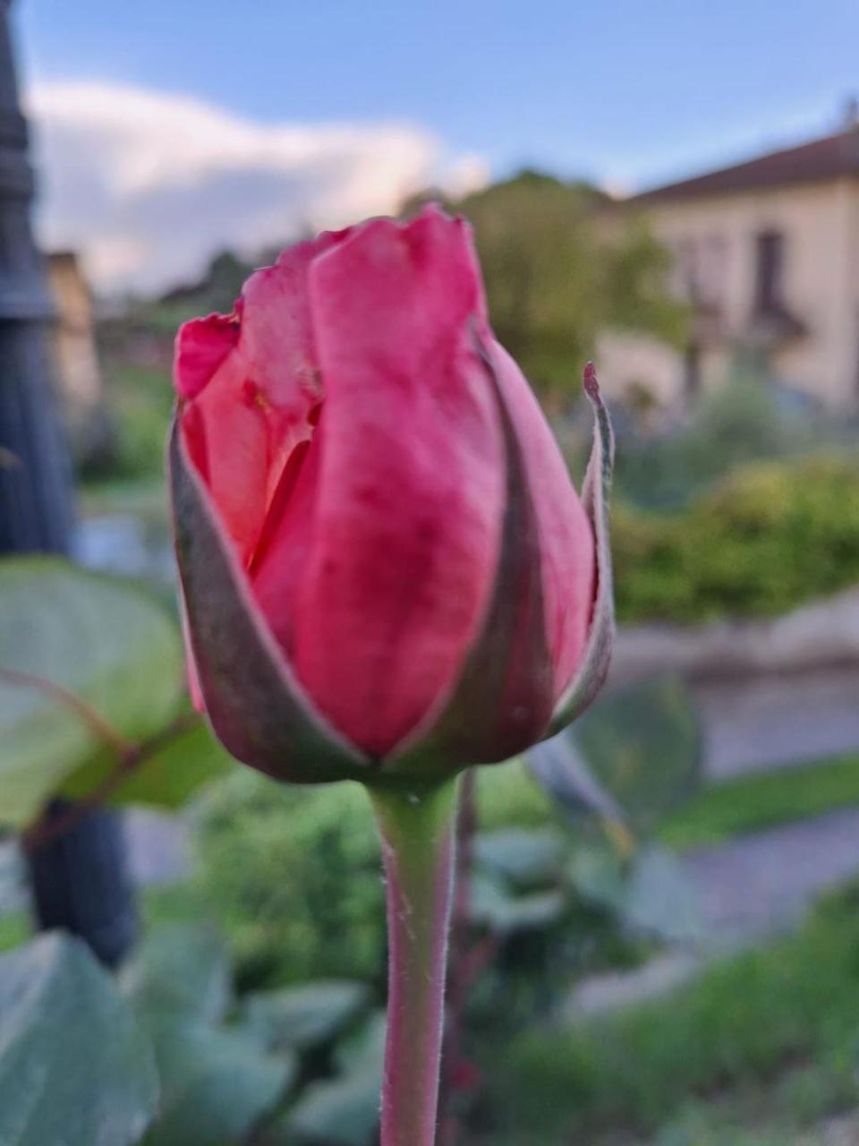 B&B Le Rose Di Paola Santa Maria a Monte Eksteriør billede