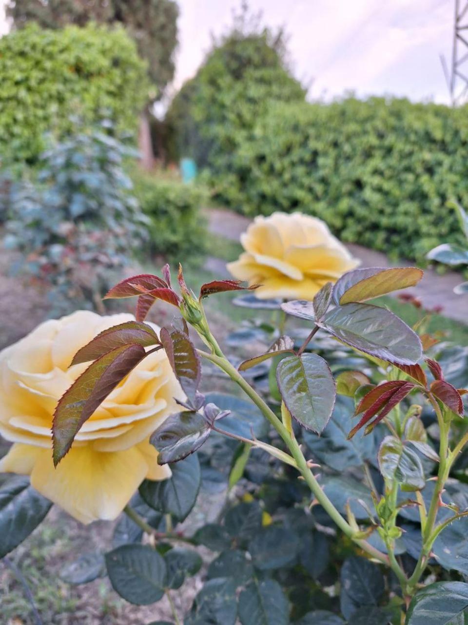 B&B Le Rose Di Paola Santa Maria a Monte Eksteriør billede